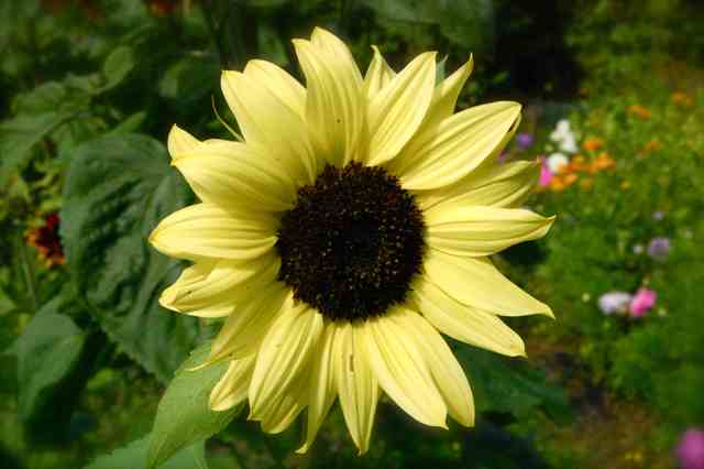 This spleniferous sunflower is a btanching type...so plenty of blooms...
