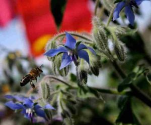 Cut Flower Garden Greats: Borago Officinalis, Borage.