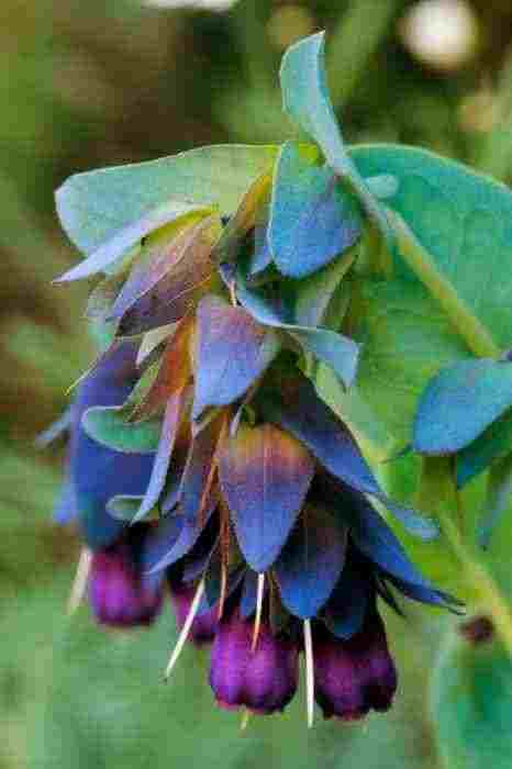 Good old Cerinthe...bees love it too.