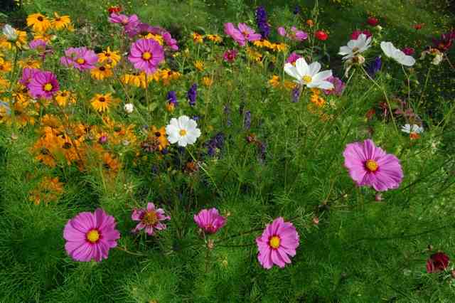 Cosmos 'Sensation' (with our chum 'Marmalade' in the background....the white cosmos is 'Purity')