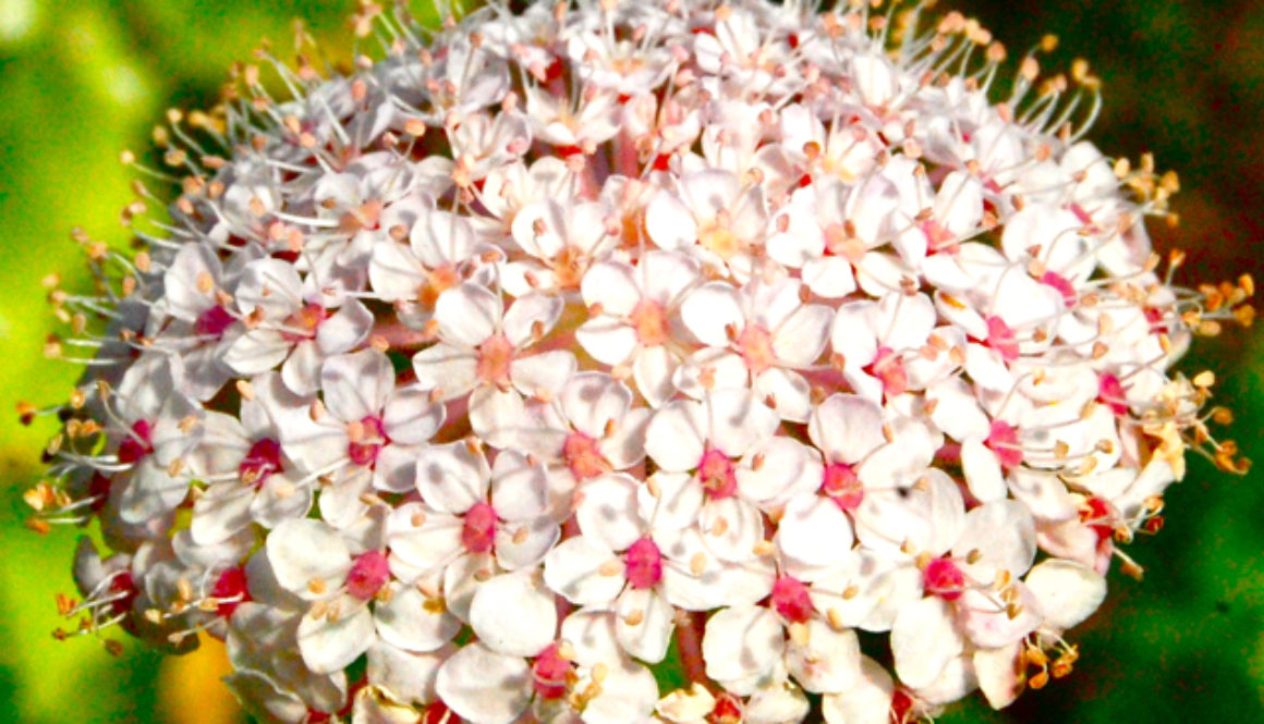 didiscus flower