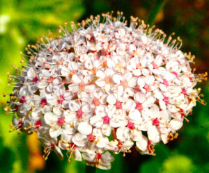 didiscus-flower