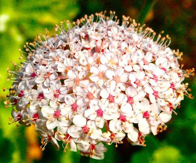 didiscus-flower