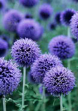 Echinops