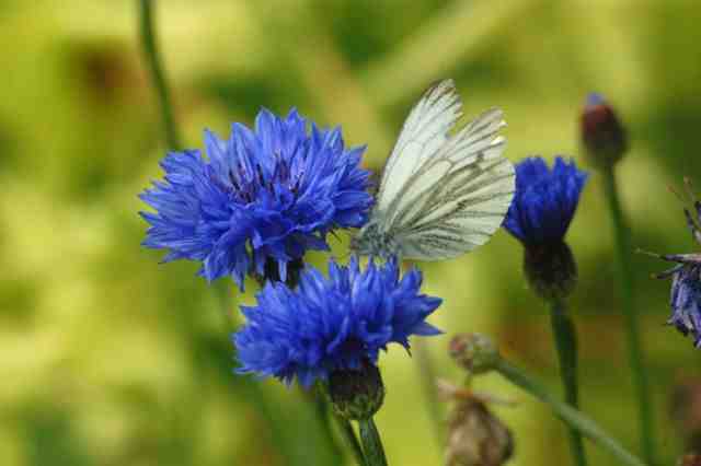 Cornflower 'Blue Ball'...a cutting garden without this is bad luck. (I made that up)