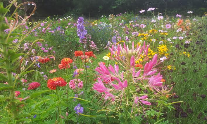 The Flower Patch