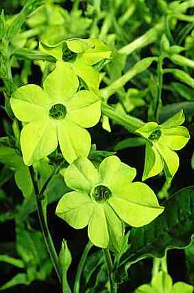 Nicotiana 'Lime Green' this is a MUST have.