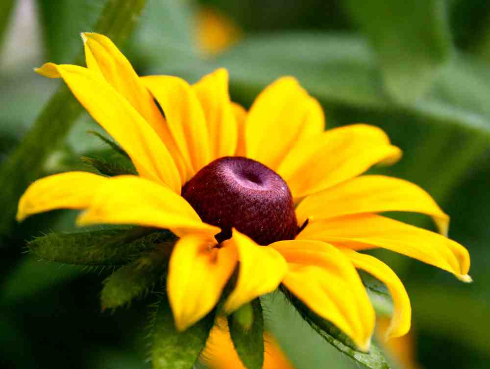 If you don't think this flower is beautiful then your eyes have fallen out. Rudbeckia 'Marmalade'