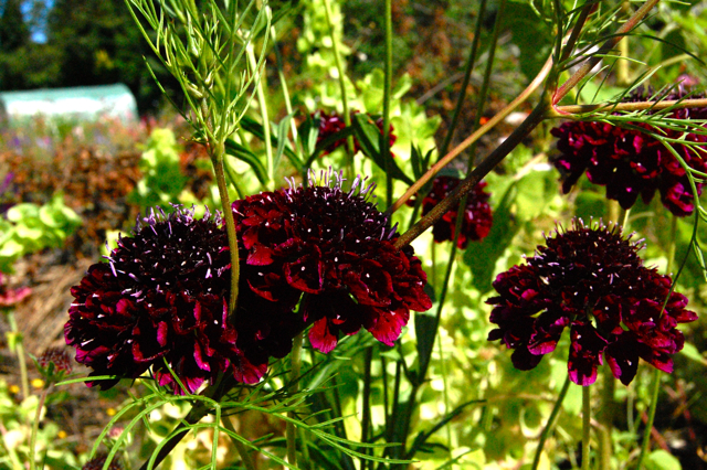 Scabiosa atropurpurea