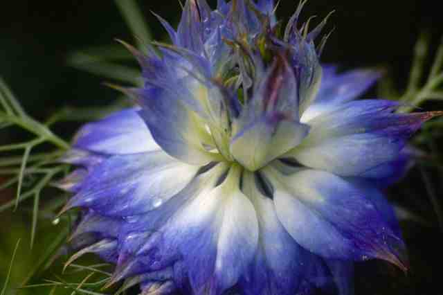 Nigella-Blue-flower