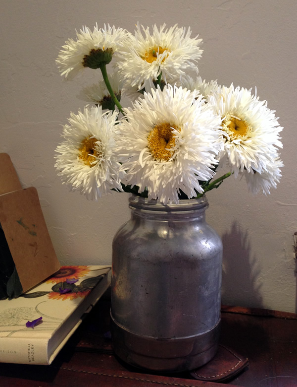 Chrysanthemum x superbum 'crazy daisy'