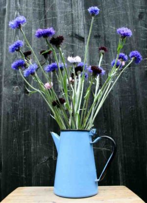 The Best Cornflowers For Your Cut Flower Patch This Season.