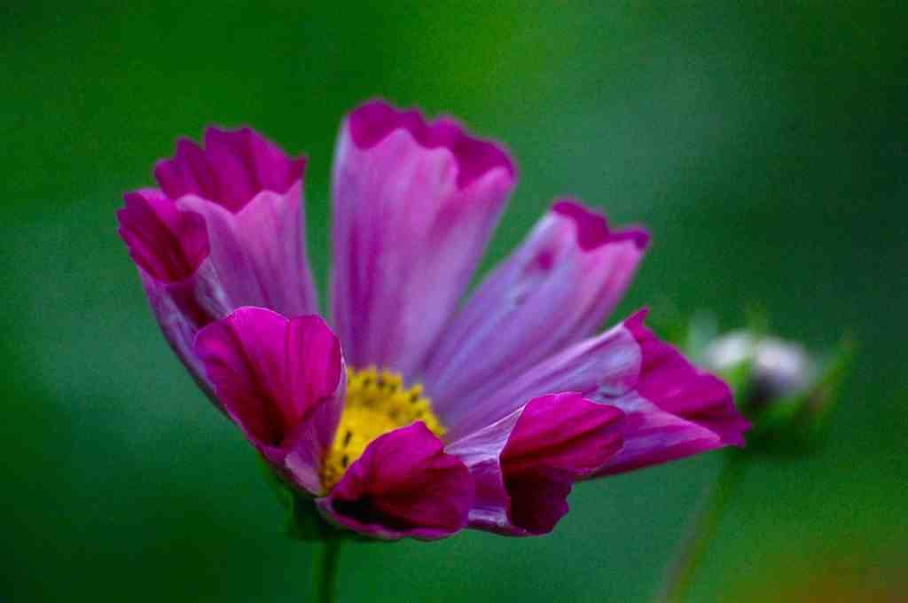 Cosmos Pied Piper