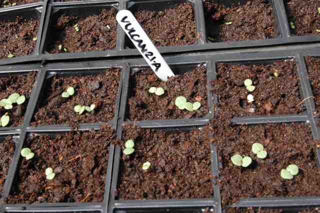 These are the seedlings of the same flowers below...sown 21st April.
