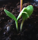 cerinthe-major-purpurascens-seedling