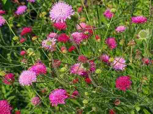 Growing Knautia From Seed For Your Cut Flower Garden.