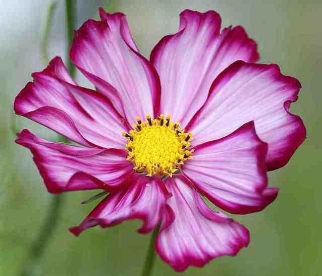 Cosmos 'Candy Stripe'.