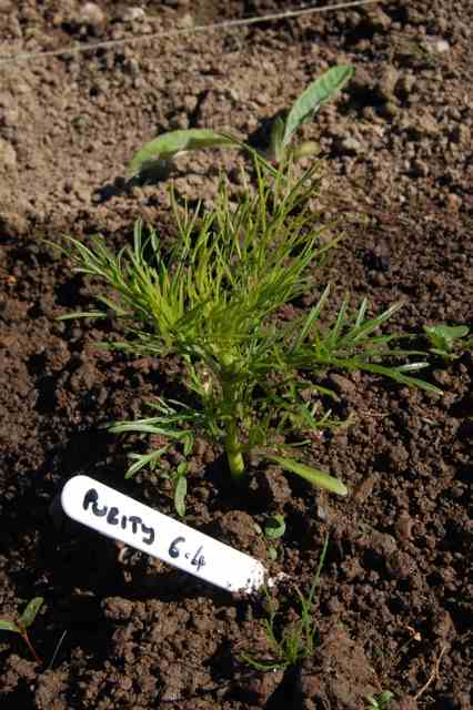 cosmos seedlings leggy