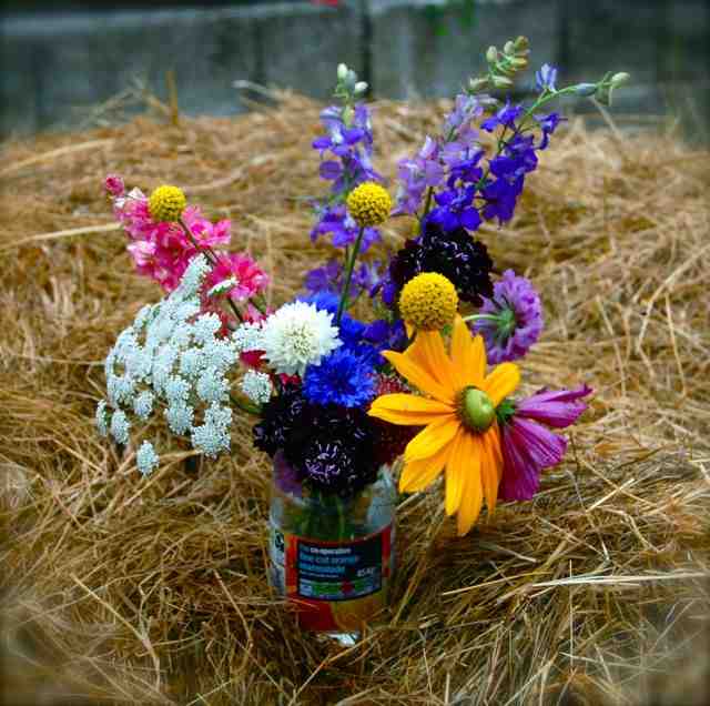 Craspedia flowers placed into a jar with the care and grace only offered by a ageing laboratory gorilla. 