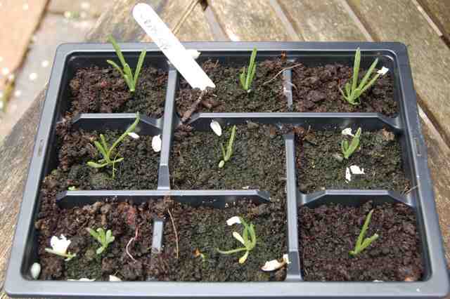 Craspedia Seedlings...about three weeks old...(I think)