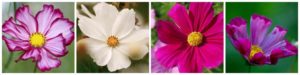 PicMonkey Collage