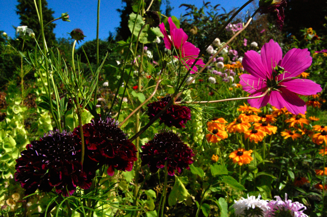 Scabiosa, Cosmos & Rudbeckia lounging about lack slack teenagers.