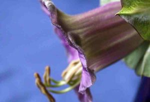 Cobaea Scandens Photographed By Miss K. Wells.