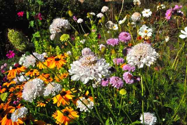Scabiosa 'Crown' with Rudbeckia 'Marmalade' getting in on the action...