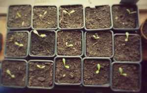15 seedlings in a seed tray corresponding to 15 sq ft in a pool table. Have some of that Steven Hawking!