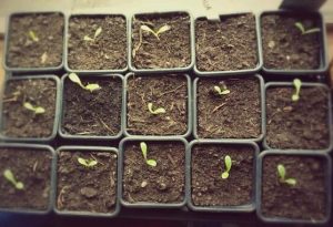 15 seedlings in a seed tray corresponding to 15 sq ft in a pool table. Have some of that Steven Hawking!