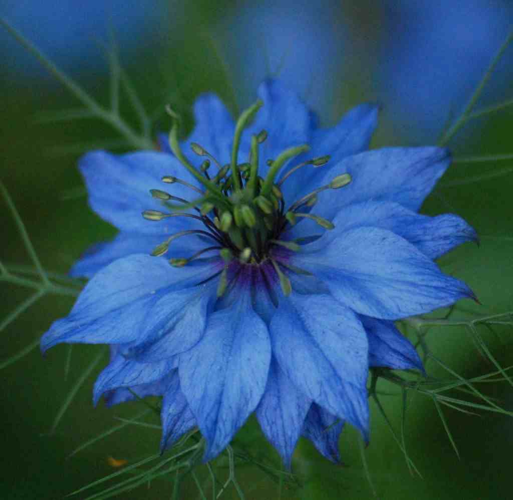 Growing Nigella From Seed For Your Cut Flower Garden Higgledy Garden