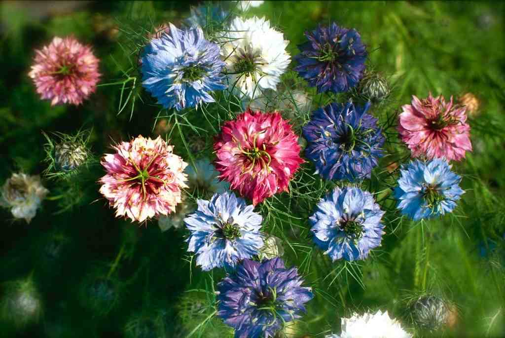 Nigella damascena. ‘Persian Jewels’ & ‘Oxford Blue’.