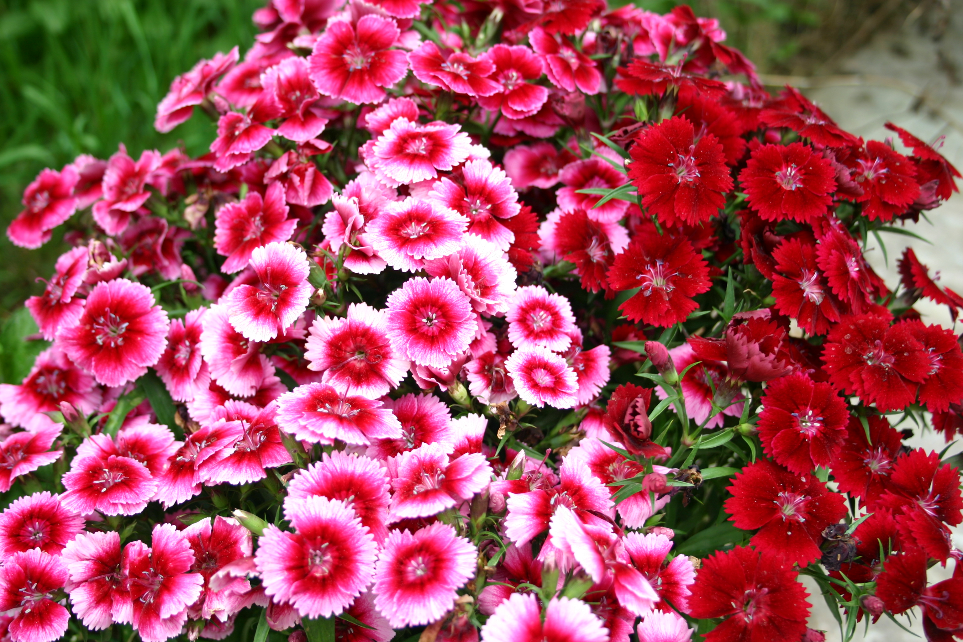 Sweet William How To Grow From Seed. Higgledy Garden
