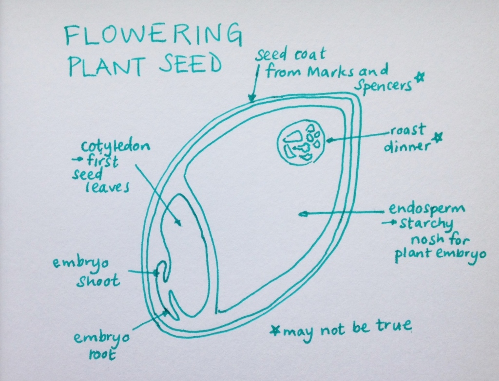 seed diagram (1024x783)