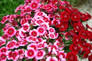 Sweet William: How To Grow From Seed.