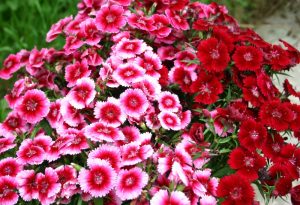 Sweet William: How To Grow From Seed.