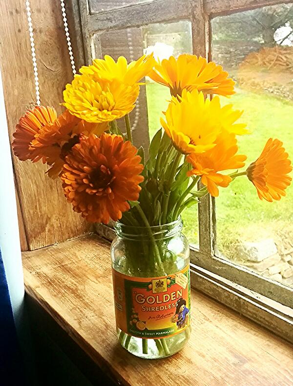 Growing Calendula For Your Cut Flower Patch – Higgledy Garden