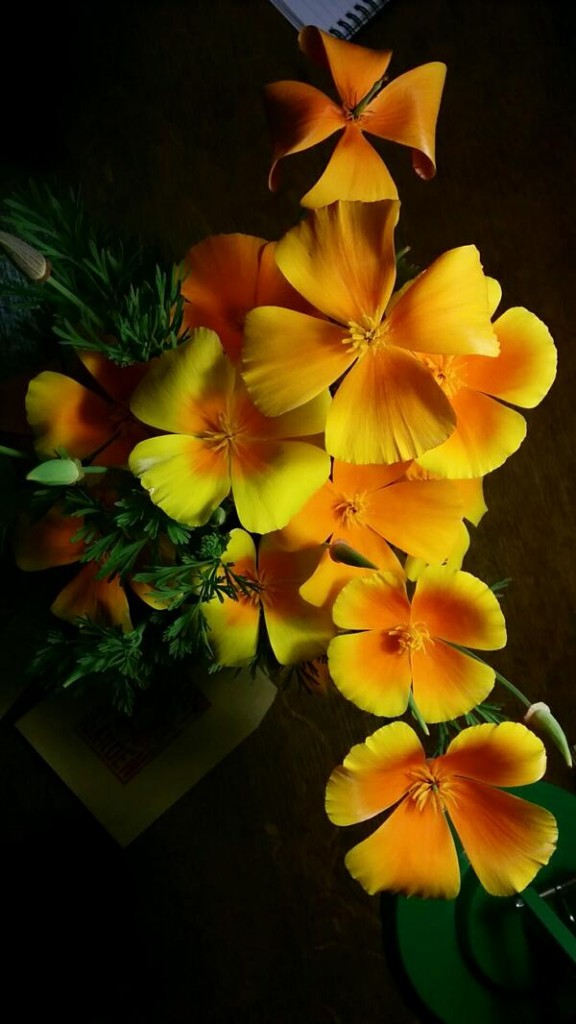 Eschscholzia 'Orange King'..short lived in the vase but you have a gazillion flowers to harvest.