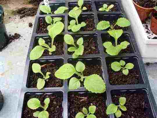 Foxglove 'Alba' Seedlings.