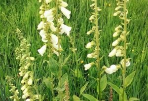 How And When To Sow Foxglove Seed.