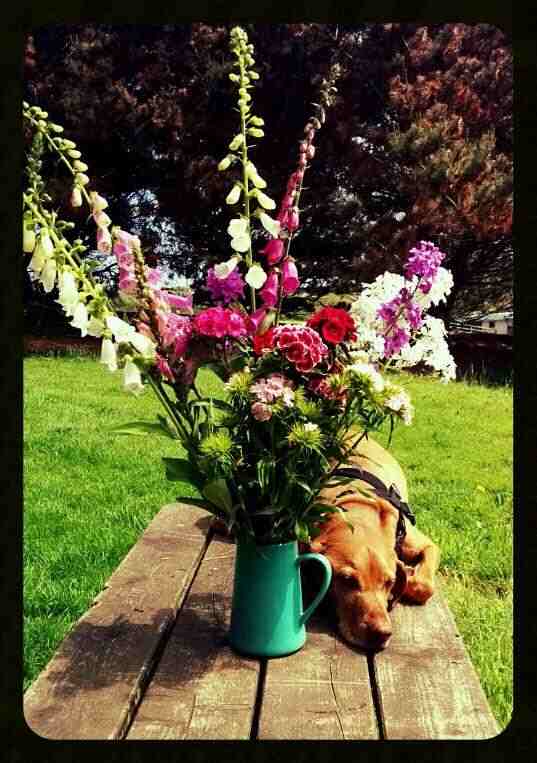 Hesperis, Foxys & Sweet William's...and Furface.