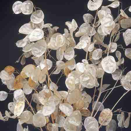 Lunaria Seed Pods