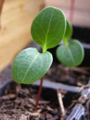 Lunaria Seedling.