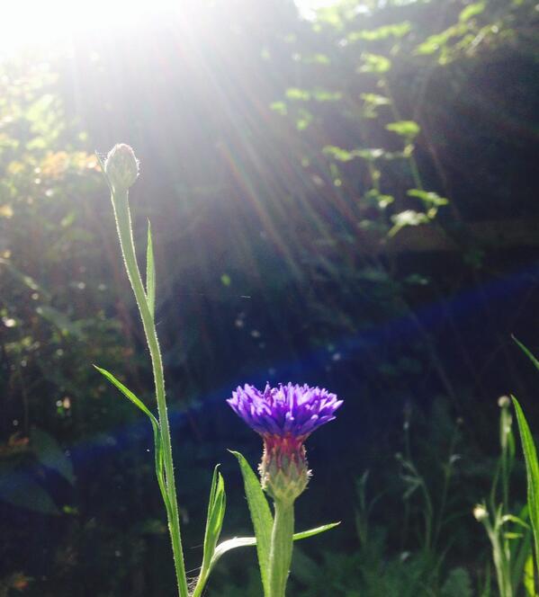 Growing Calendula For Your Cut Flower Patch – Higgledy Garden