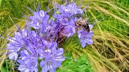 Phacelia from @Mikeandhisdog (or in this case his bee)