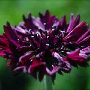 Centaurea Cynus – Cornflower ‘Black Ball’