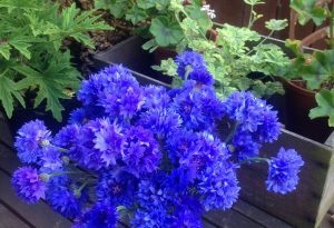 "Can I Sow Cornflowers In Autumn?"