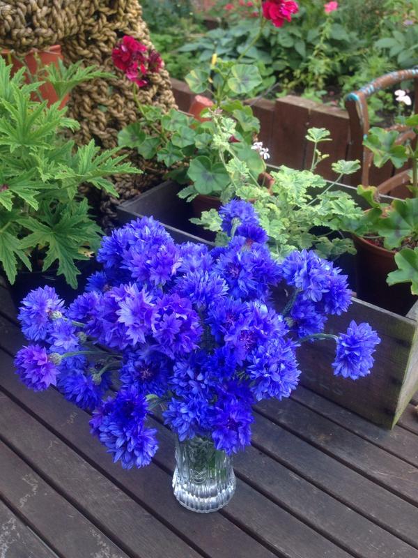 “Can I Sow Cornflowers In Autumn?”
