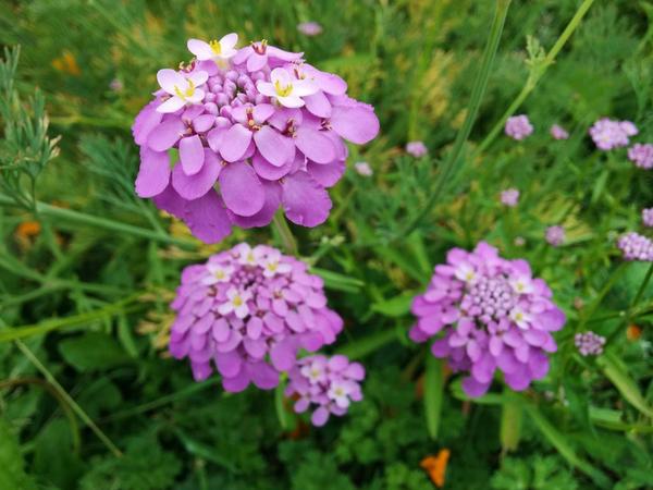 The underrated Candytuft...cute a s button...as smells sweet too.