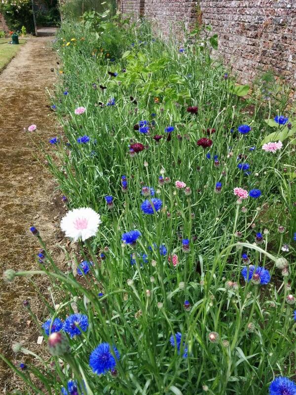 Cornflowers just coming into flower...grown by @CarthyStGermans